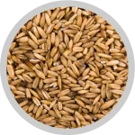 Paddy Grain